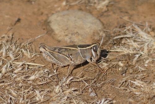 Calliptamus wattenwylianus